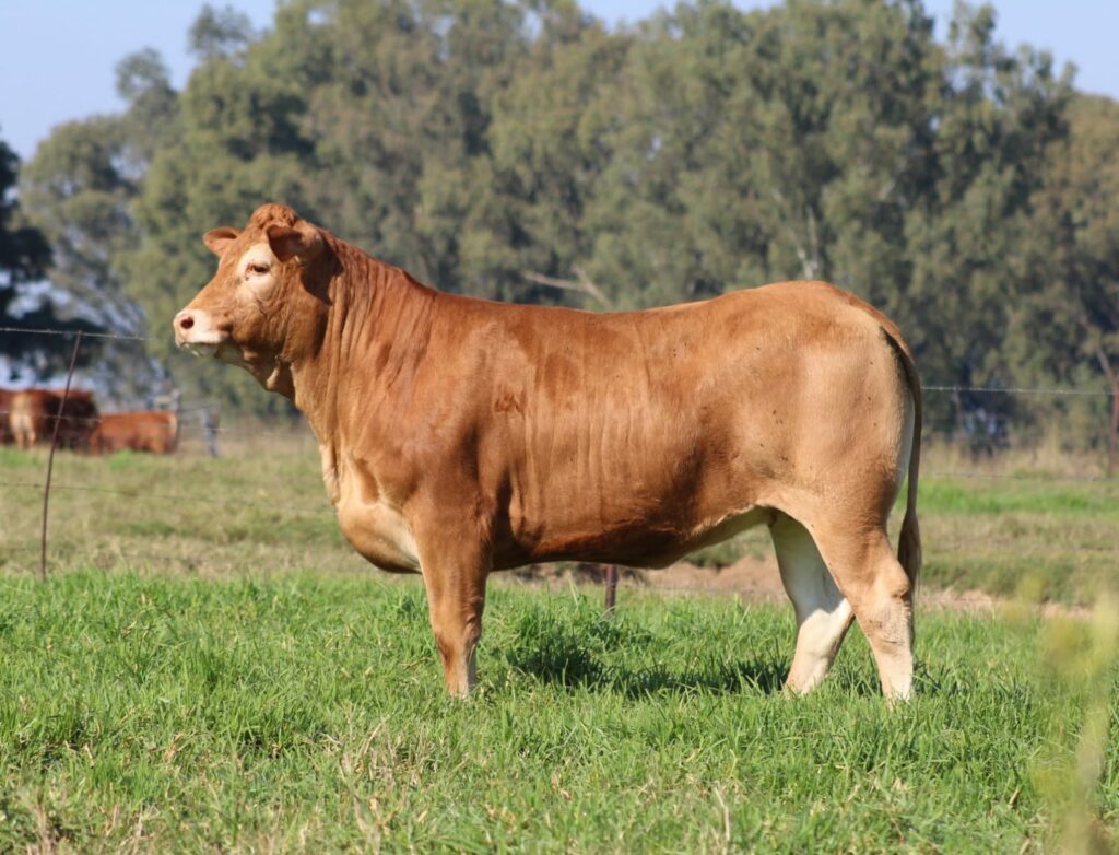 WhatsApp Image 2025-05-12 at 08.44.10_f7719962