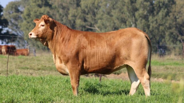 WhatsApp Image 2025-05-12 at 08.44.10_f7719962